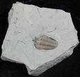 Bargain Flexicalymene Trilobite From Ohio #26736-1